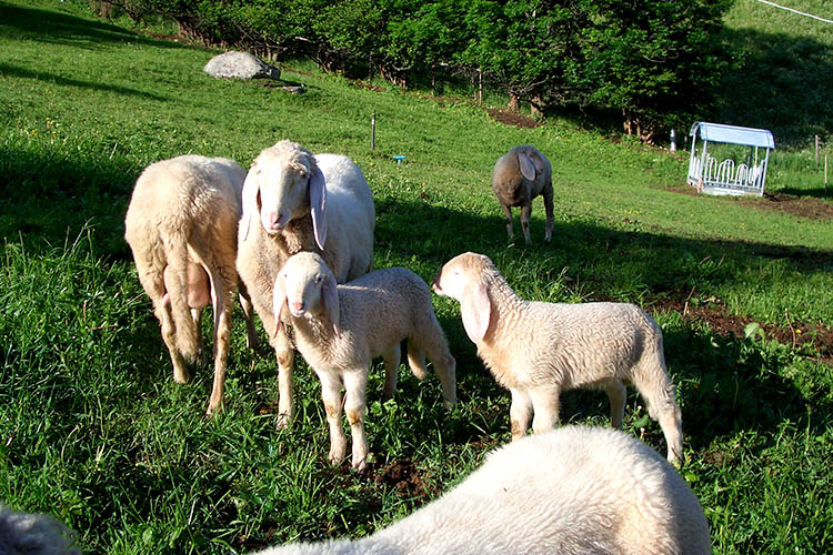 Schafe auf der Weide am Tomsberg